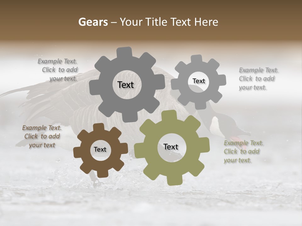 A Goose Is Running Through The Water With It's Beak In It's PowerPoint Template