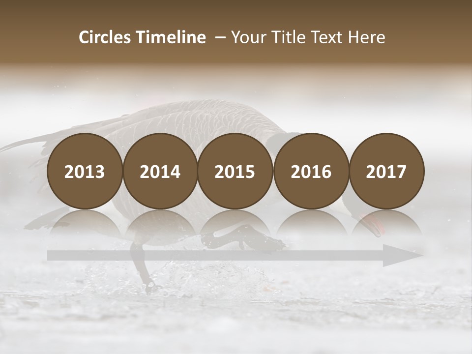 A Goose Is Running Through The Water With It's Beak In It's PowerPoint Template