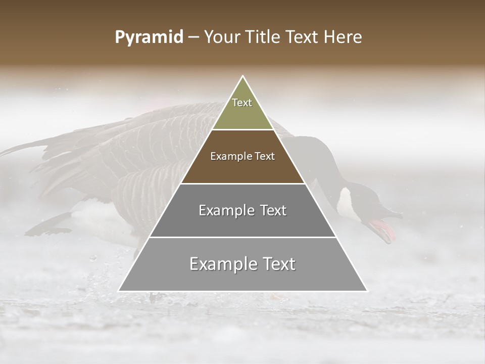 A Goose Is Running Through The Water With It's Beak In It's PowerPoint Template