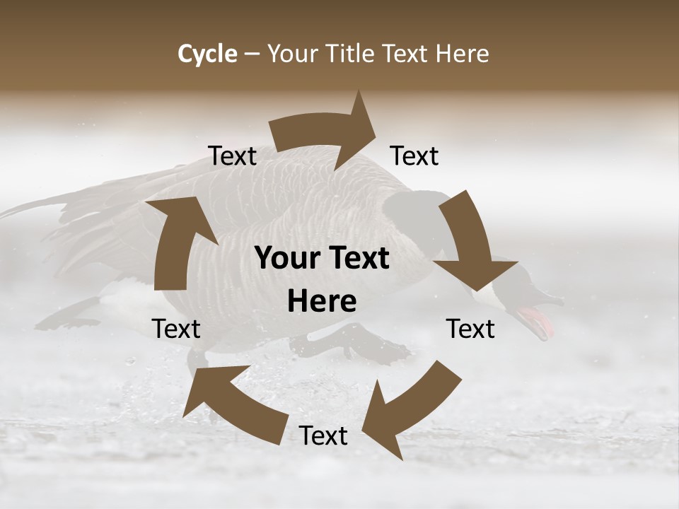 A Goose Is Running Through The Water With It's Beak In It's PowerPoint Template
