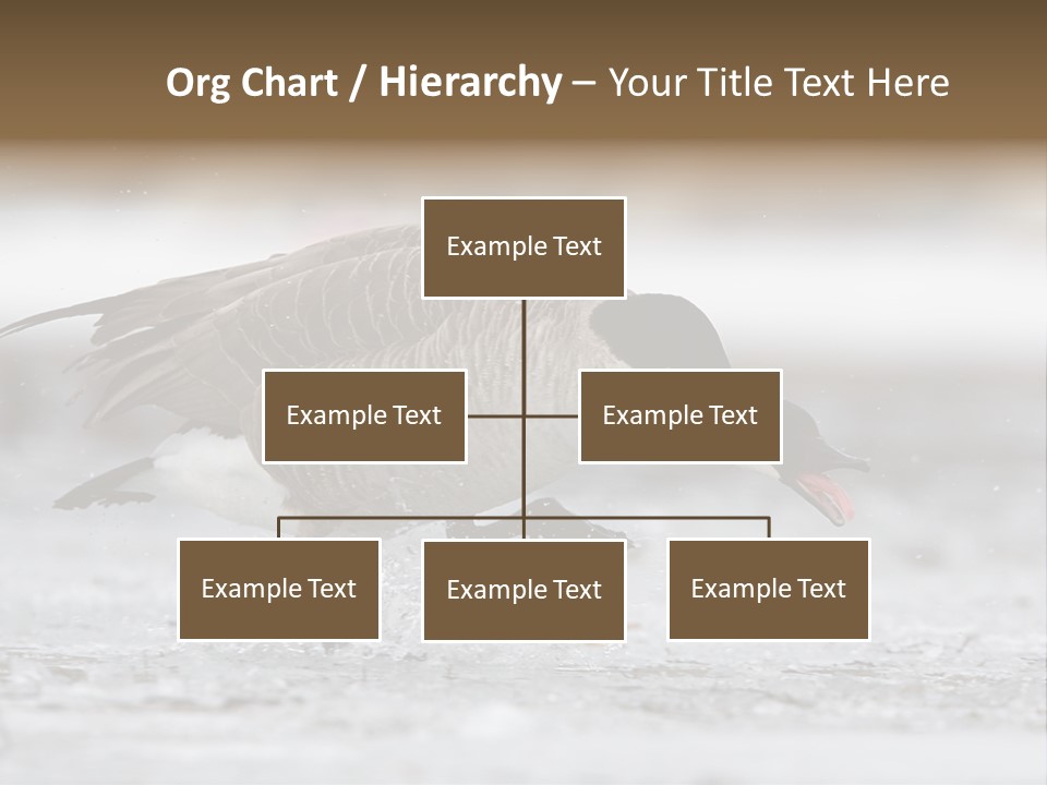 A Goose Is Running Through The Water With It's Beak In It's PowerPoint Template