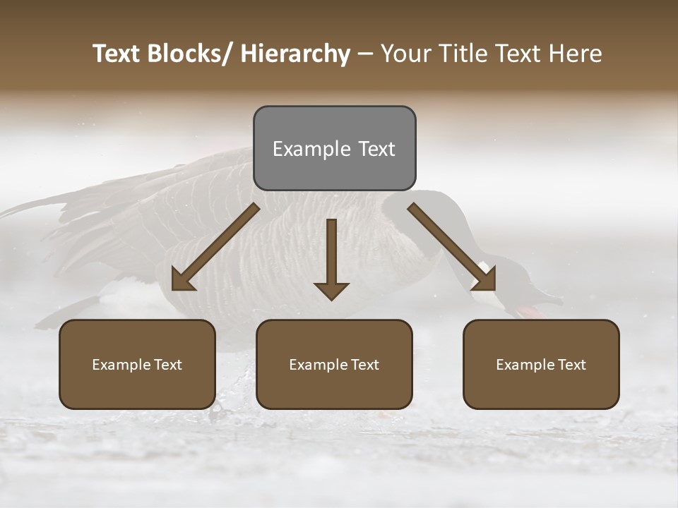 A Goose Is Running Through The Water With It's Beak In It's PowerPoint Template