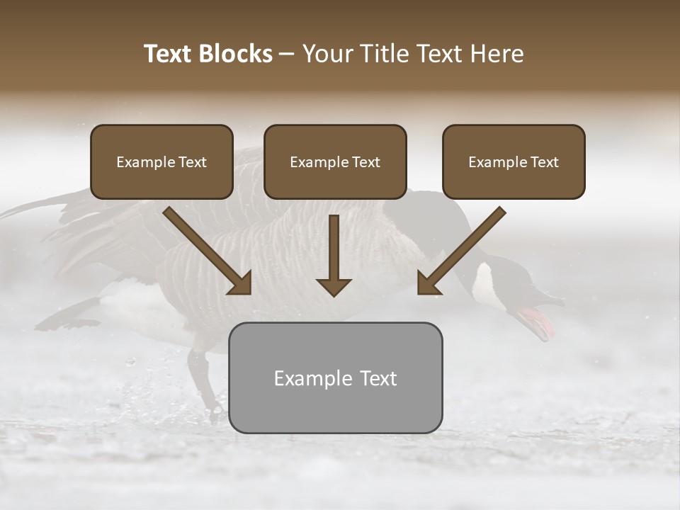 A Goose Is Running Through The Water With It's Beak In It's PowerPoint Template