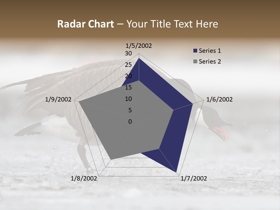 A Goose Is Running Through The Water With It's Beak In It's PowerPoint Template