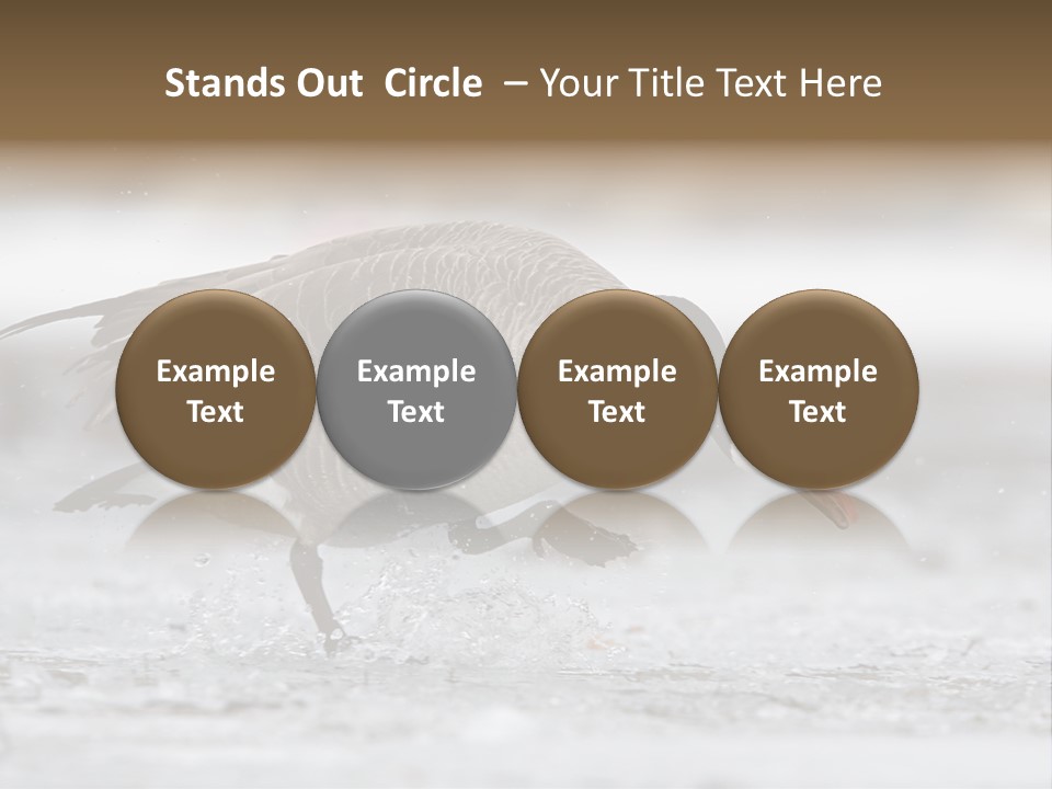 A Goose Is Running Through The Water With It's Beak In It's PowerPoint Template