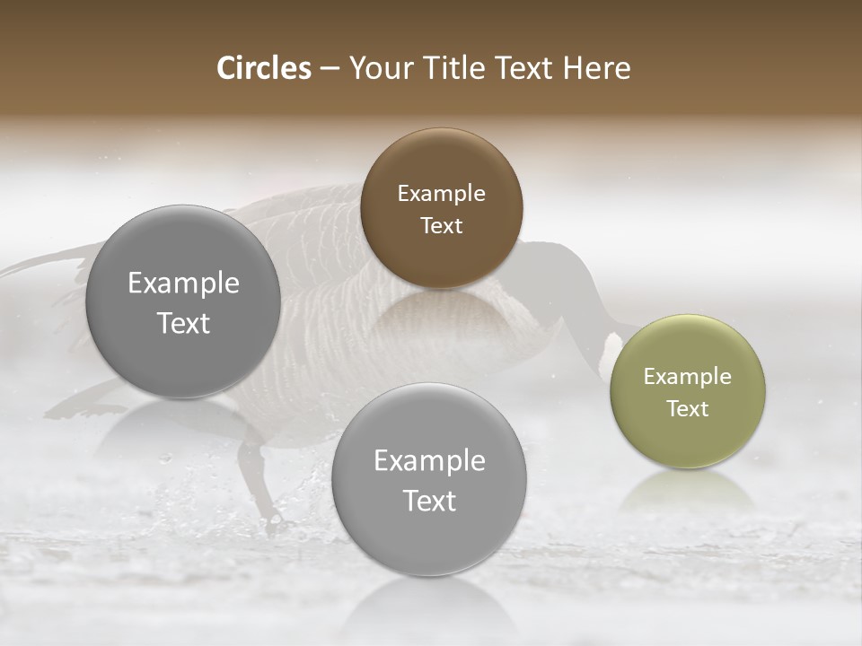 A Goose Is Running Through The Water With It's Beak In It's PowerPoint Template