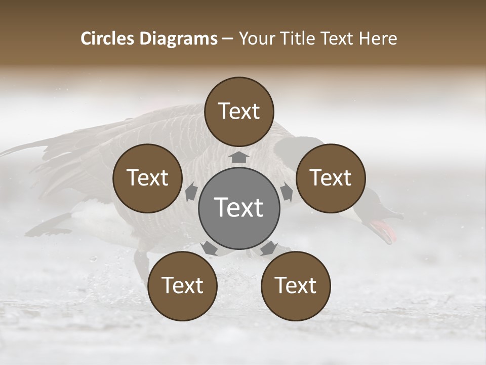 A Goose Is Running Through The Water With It's Beak In It's PowerPoint Template