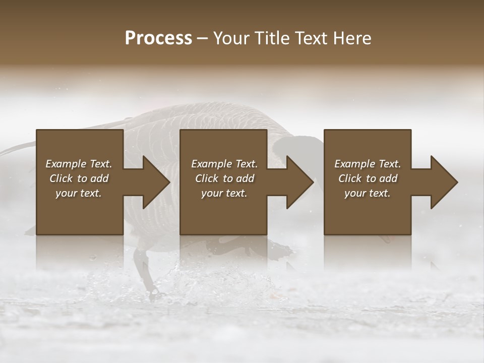 A Goose Is Running Through The Water With It's Beak In It's PowerPoint Template