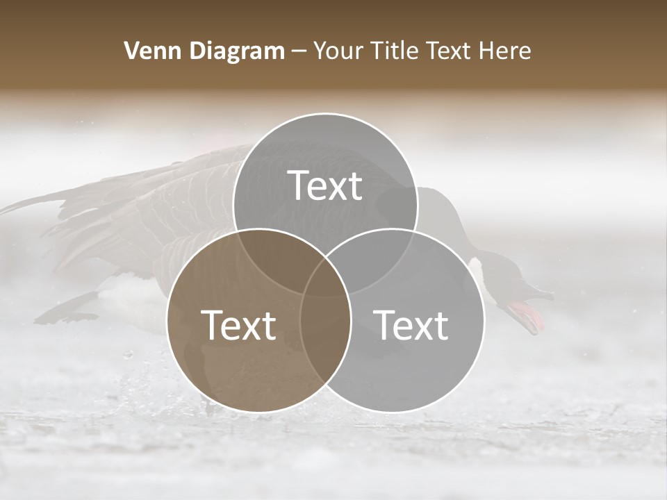 A Goose Is Running Through The Water With It's Beak In It's PowerPoint Template