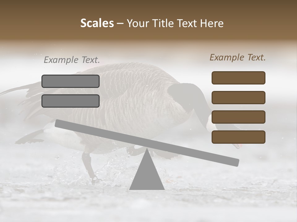 A Goose Is Running Through The Water With It's Beak In It's PowerPoint Template