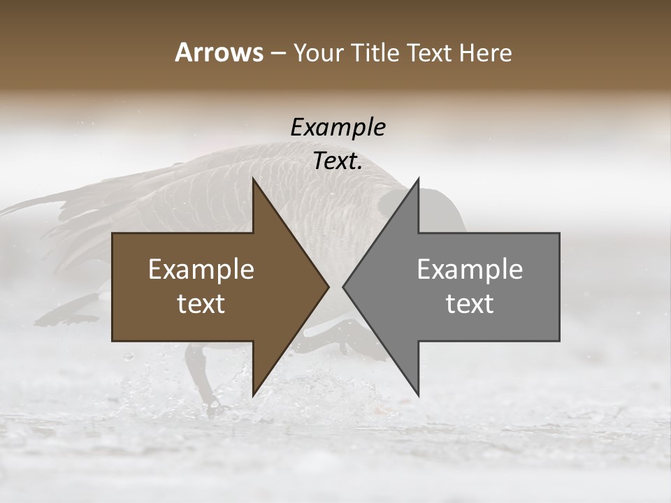 A Goose Is Running Through The Water With It's Beak In It's PowerPoint Template