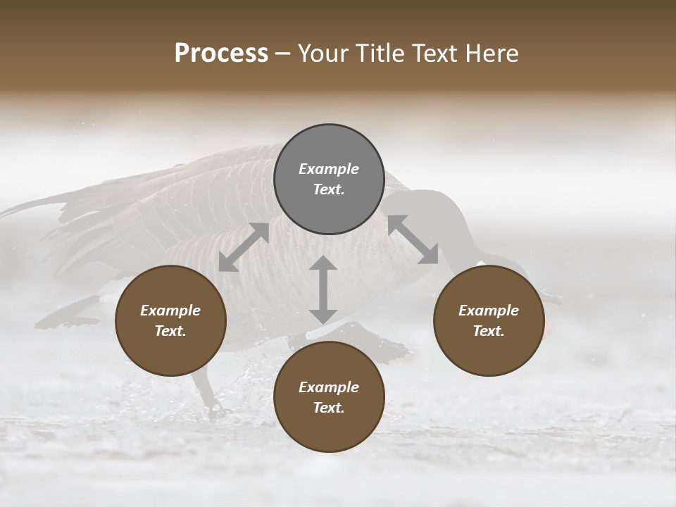 A Goose Is Running Through The Water With It's Beak In It's PowerPoint Template