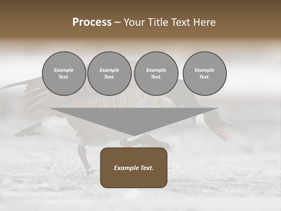 A Goose Is Running Through The Water With It's Beak In It's PowerPoint Template