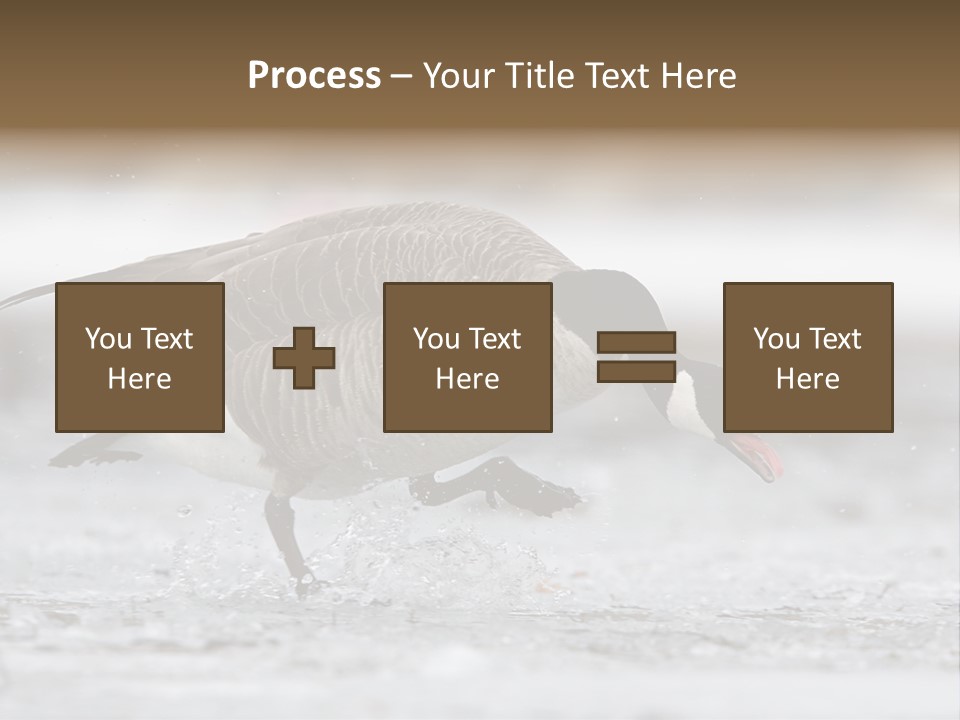 A Goose Is Running Through The Water With It's Beak In It's PowerPoint Template
