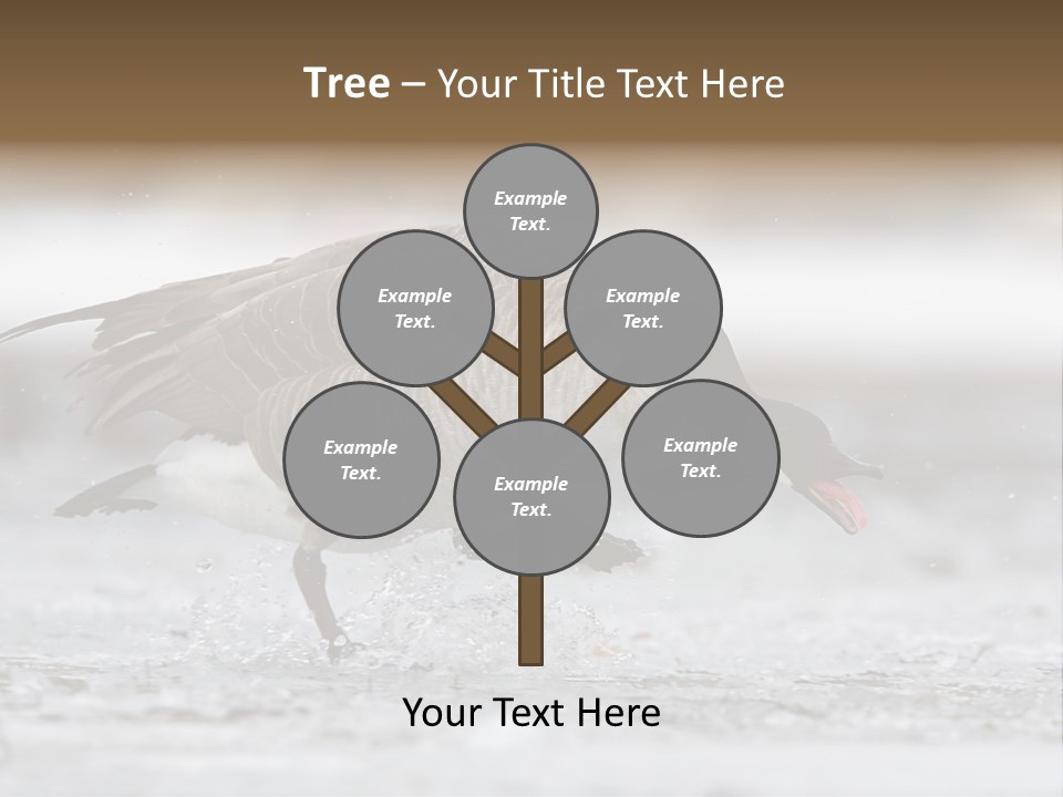 A Goose Is Running Through The Water With It's Beak In It's PowerPoint Template