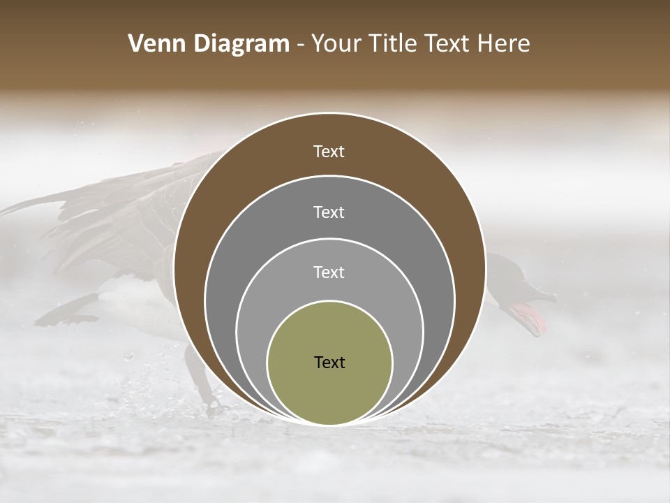 A Goose Is Running Through The Water With It's Beak In It's PowerPoint Template