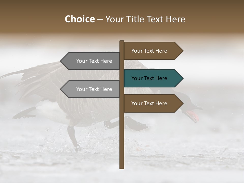 A Goose Is Running Through The Water With It's Beak In It's PowerPoint Template