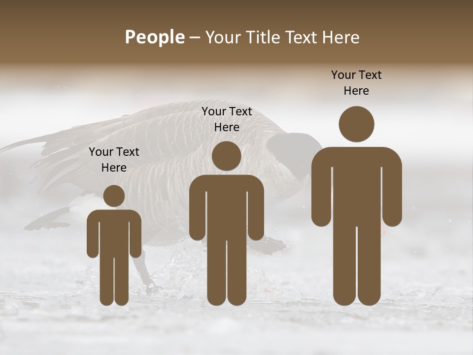 A Goose Is Running Through The Water With It's Beak In It's PowerPoint Template