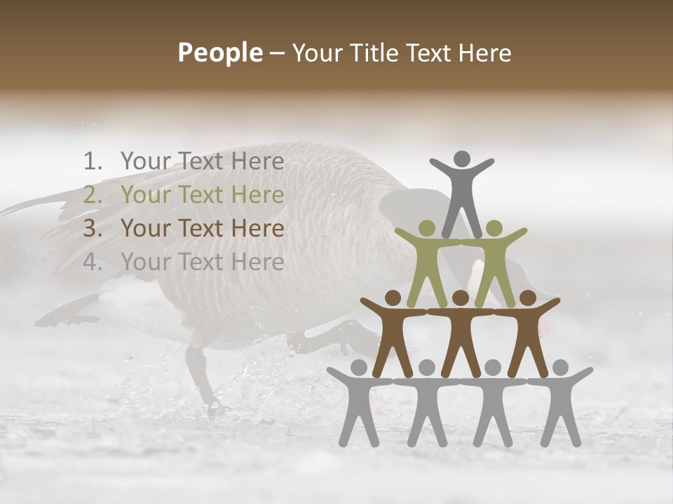 A Goose Is Running Through The Water With It's Beak In It's PowerPoint Template