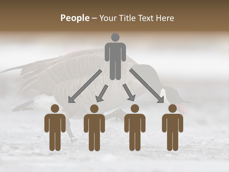 A Goose Is Running Through The Water With It's Beak In It's PowerPoint Template