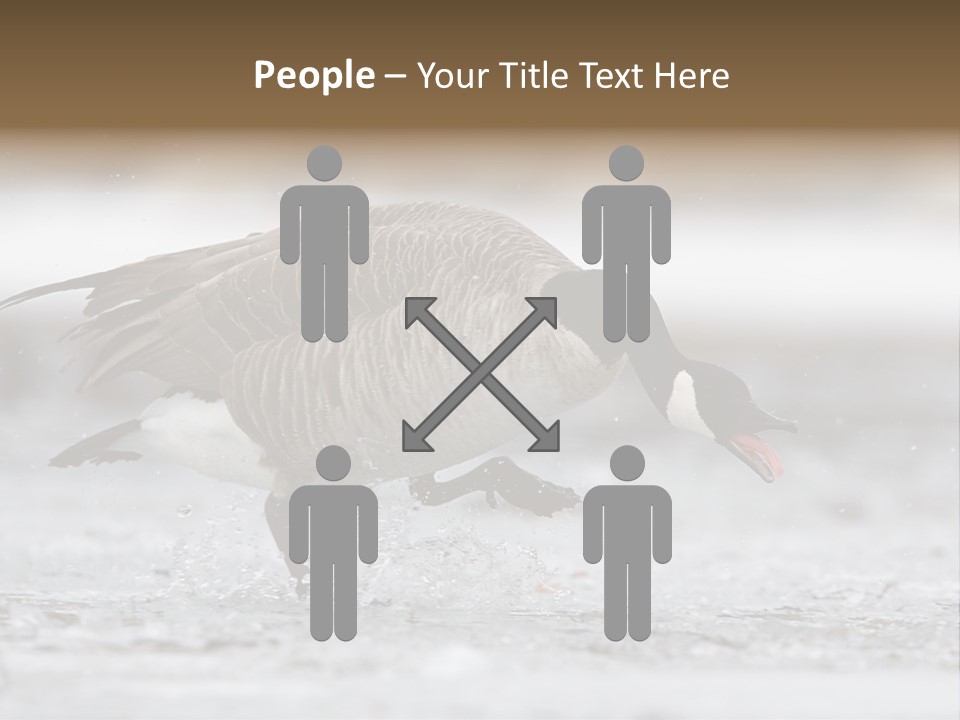 A Goose Is Running Through The Water With It's Beak In It's PowerPoint Template