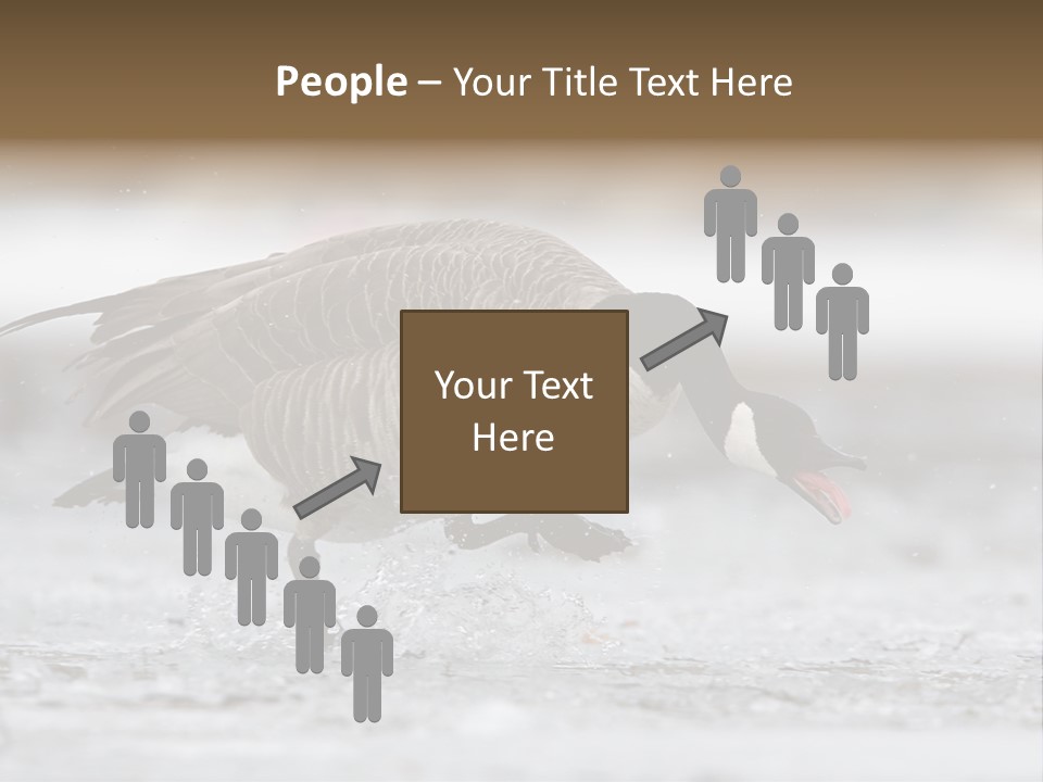 A Goose Is Running Through The Water With It's Beak In It's PowerPoint Template