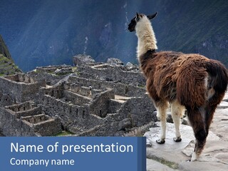 A Llama Standing On Top Of A Mountain PowerPoint Template