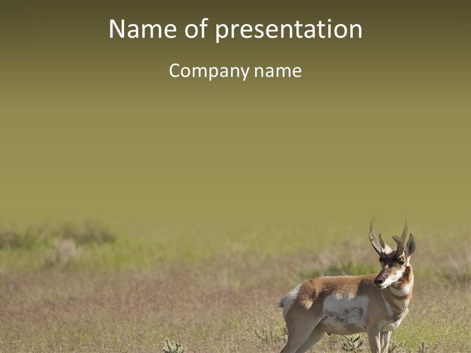 A Gazelle Standing In The Middle Of A Field PowerPoint Template