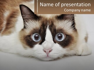 A Brown And White Cat With Blue Eyes Laying Down PowerPoint Template