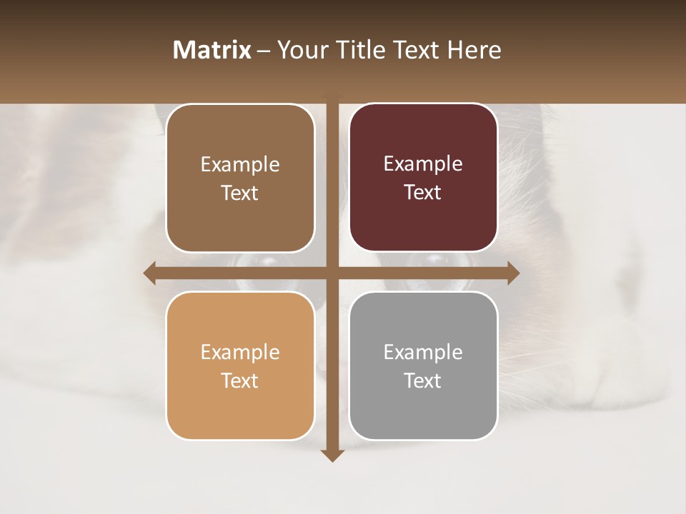 A Brown And White Cat With Blue Eyes Laying Down PowerPoint Template