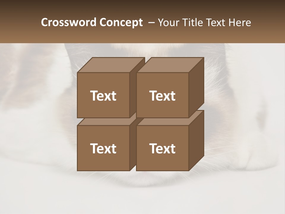 A Brown And White Cat With Blue Eyes Laying Down PowerPoint Template