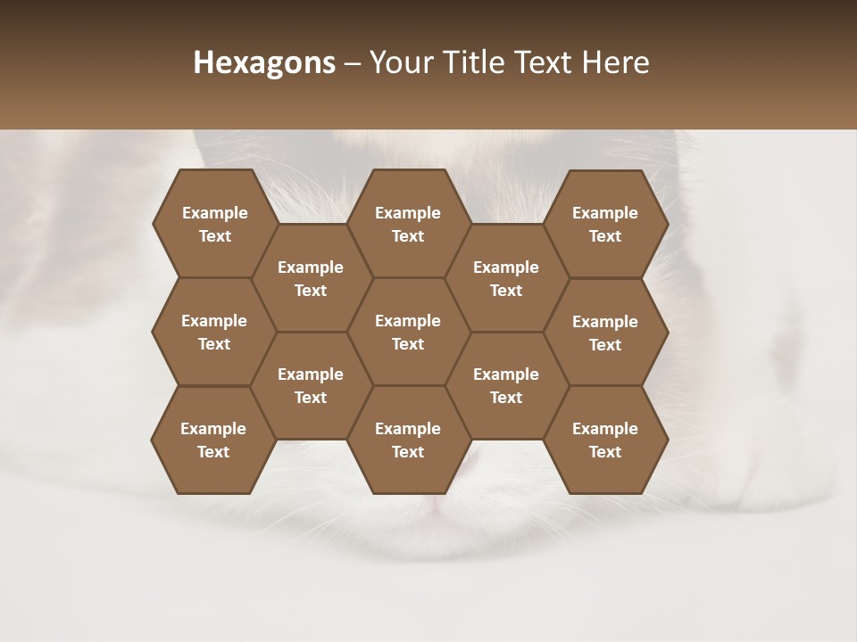 A Brown And White Cat With Blue Eyes Laying Down PowerPoint Template