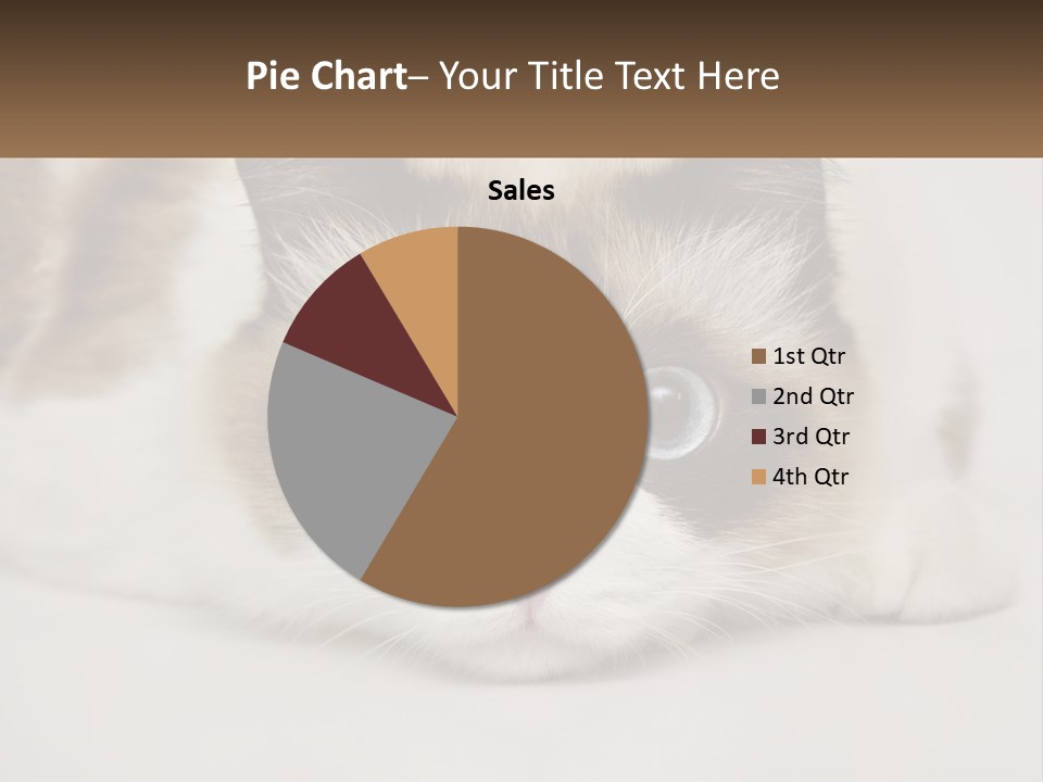 A Brown And White Cat With Blue Eyes Laying Down PowerPoint Template