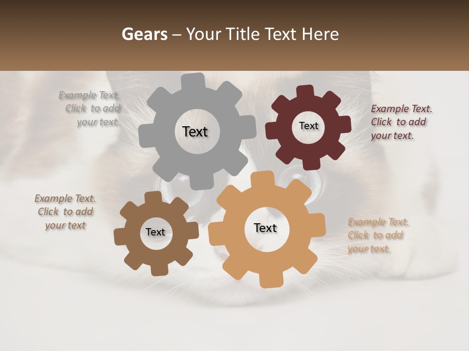 A Brown And White Cat With Blue Eyes Laying Down PowerPoint Template