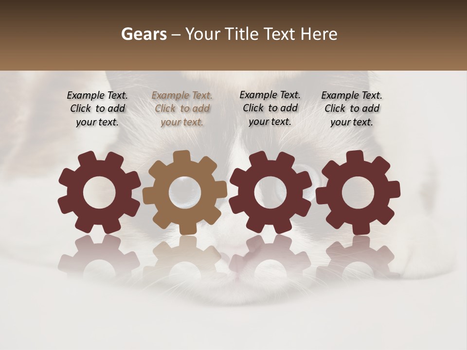 A Brown And White Cat With Blue Eyes Laying Down PowerPoint Template