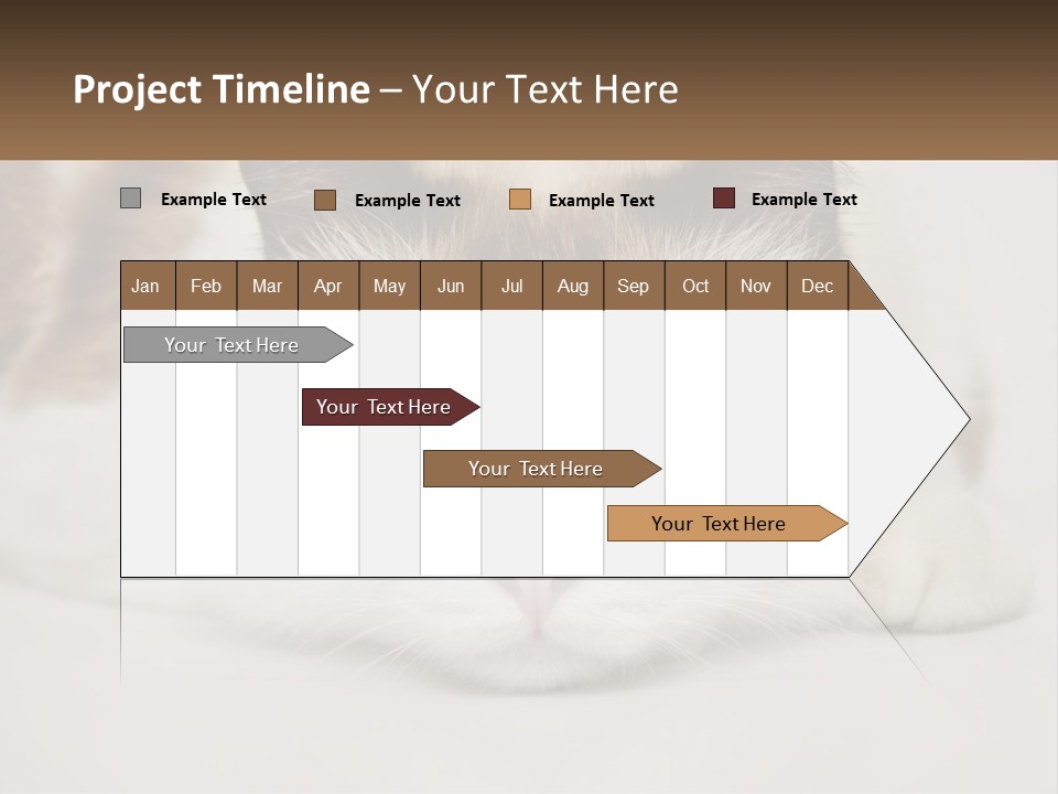 A Brown And White Cat With Blue Eyes Laying Down PowerPoint Template