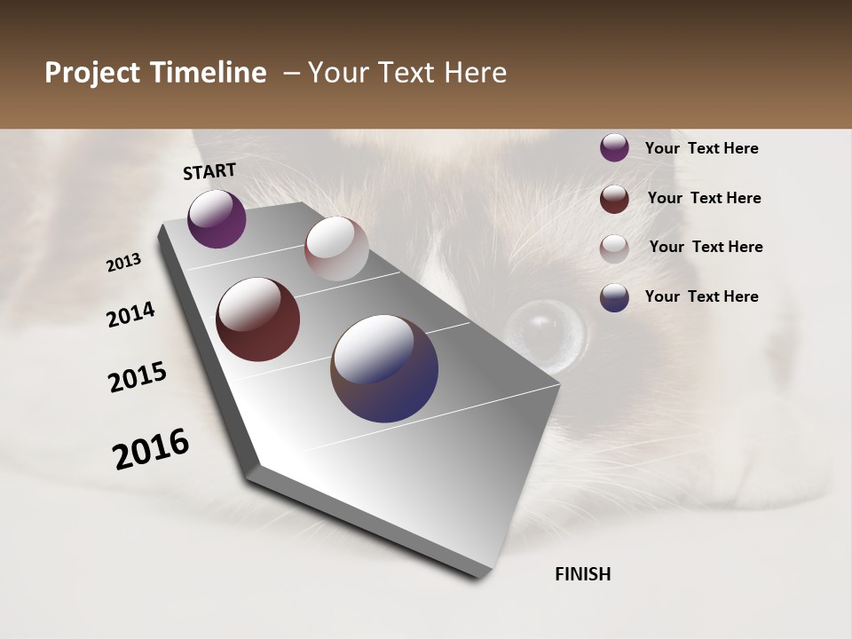 A Brown And White Cat With Blue Eyes Laying Down PowerPoint Template