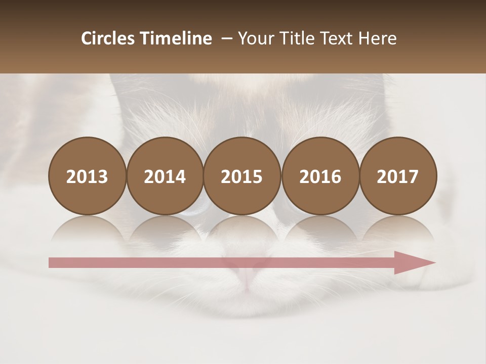 A Brown And White Cat With Blue Eyes Laying Down PowerPoint Template