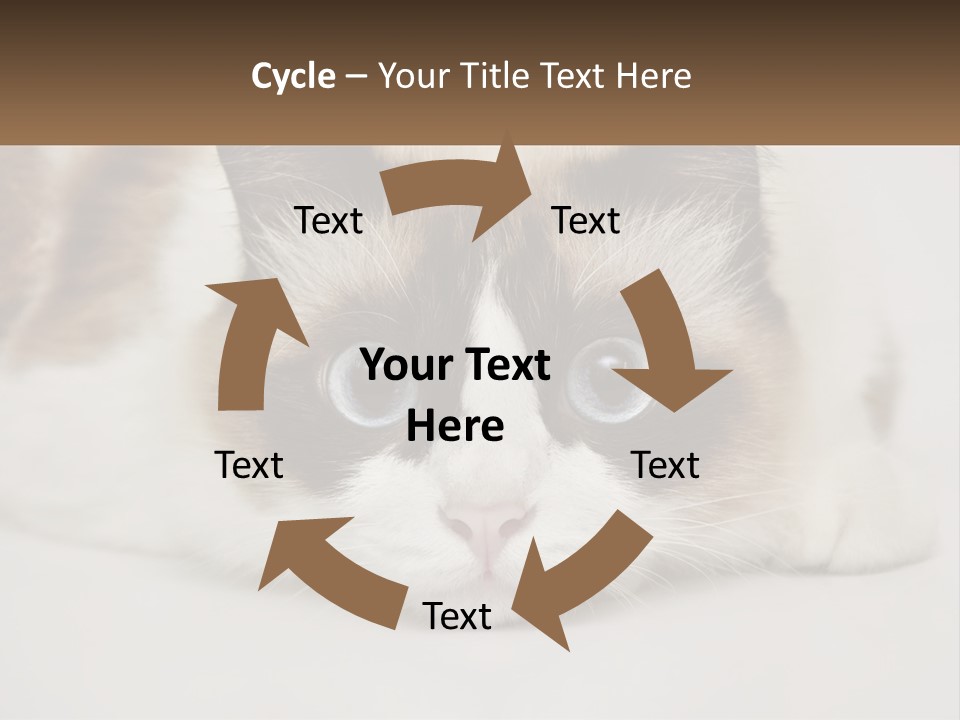 A Brown And White Cat With Blue Eyes Laying Down PowerPoint Template