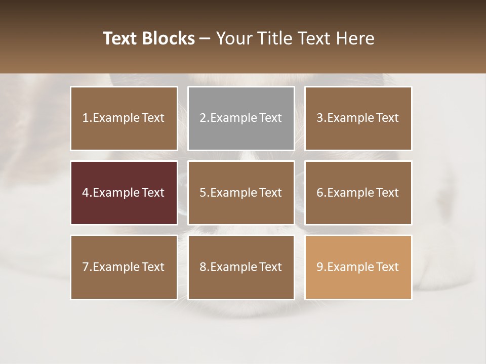 A Brown And White Cat With Blue Eyes Laying Down PowerPoint Template