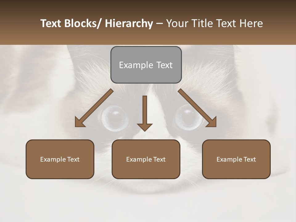 A Brown And White Cat With Blue Eyes Laying Down PowerPoint Template