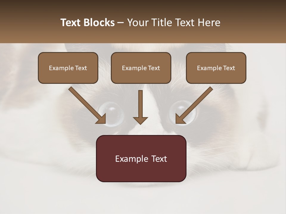 A Brown And White Cat With Blue Eyes Laying Down PowerPoint Template