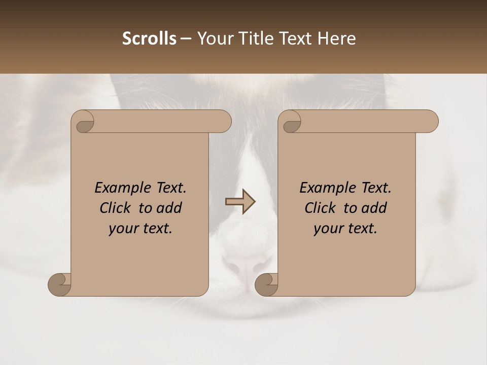 A Brown And White Cat With Blue Eyes Laying Down PowerPoint Template