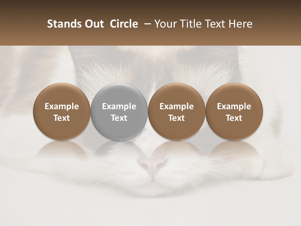 A Brown And White Cat With Blue Eyes Laying Down PowerPoint Template