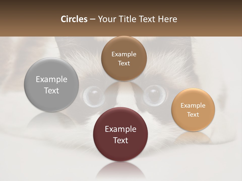 A Brown And White Cat With Blue Eyes Laying Down PowerPoint Template