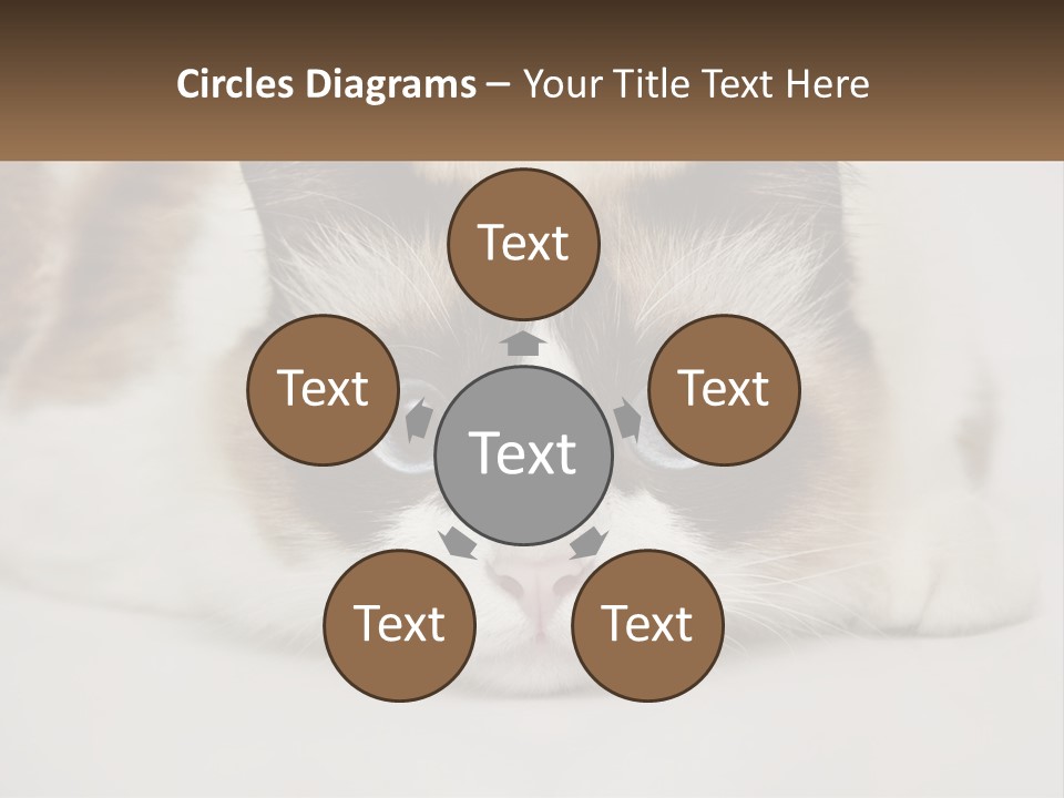 A Brown And White Cat With Blue Eyes Laying Down PowerPoint Template