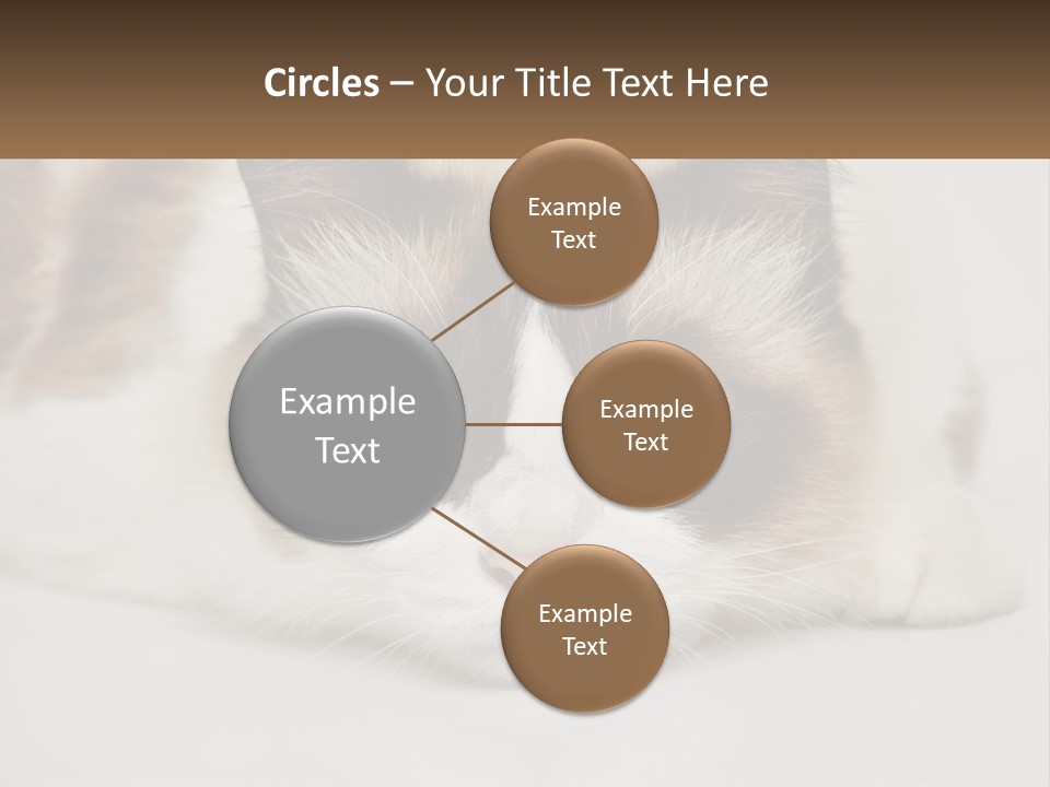 A Brown And White Cat With Blue Eyes Laying Down PowerPoint Template