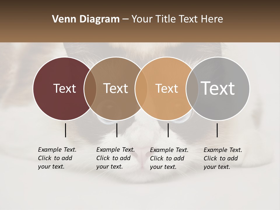 A Brown And White Cat With Blue Eyes Laying Down PowerPoint Template