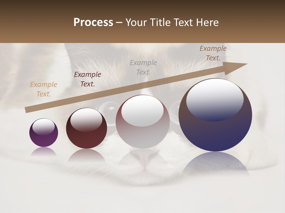 A Brown And White Cat With Blue Eyes Laying Down PowerPoint Template