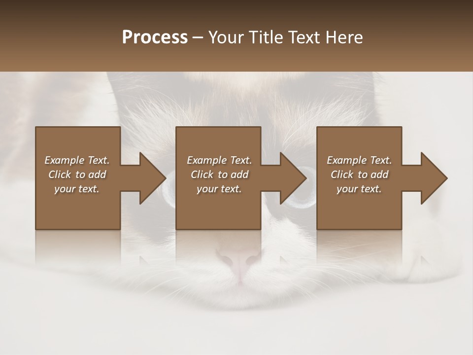 A Brown And White Cat With Blue Eyes Laying Down PowerPoint Template